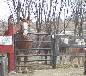 Duke, Mickey, Snickers